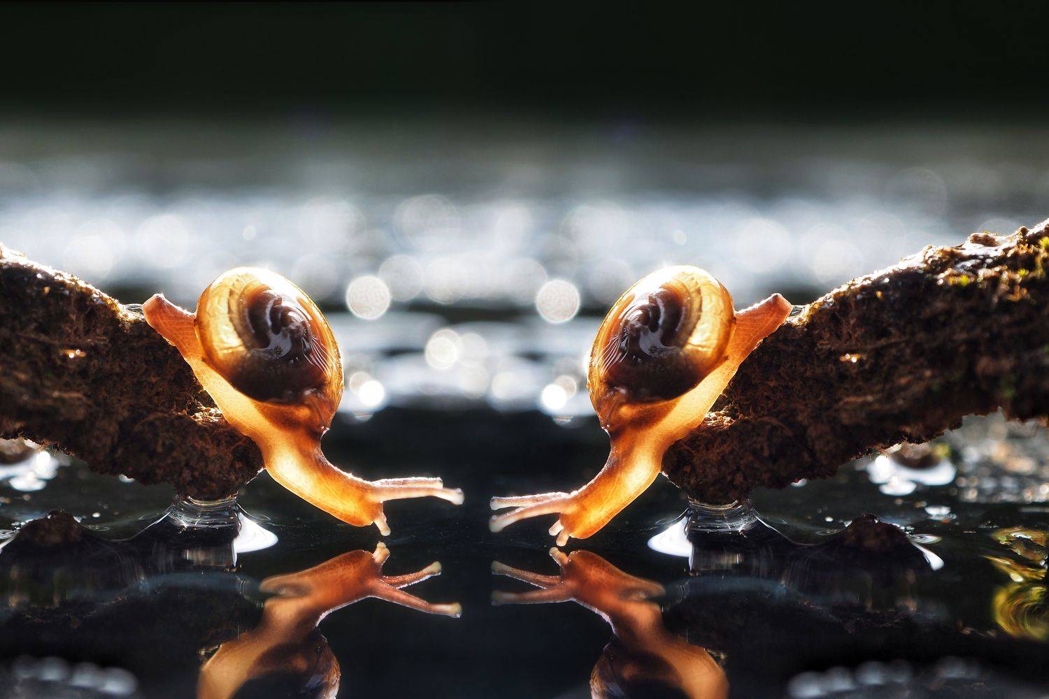 Macro, muhammad faishol husni