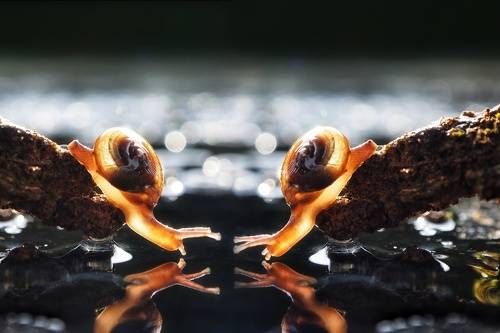Snail water