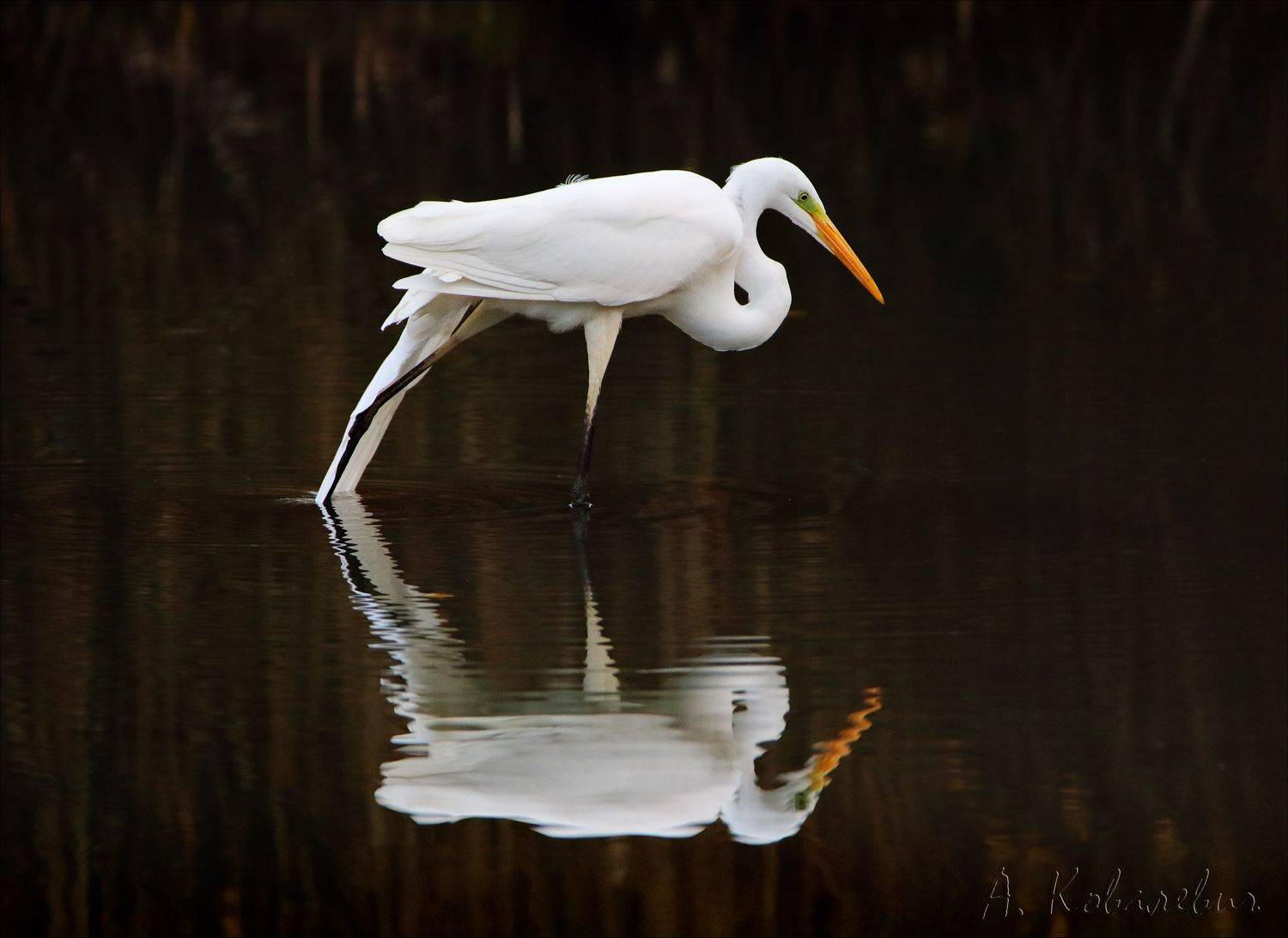 , Ковалевич А.