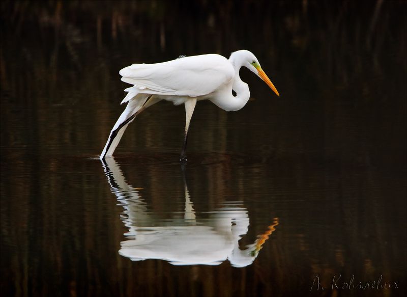 Дзен фото превью