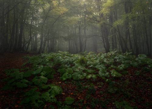 Sabaduri forest, Tskhvarichamia, Georgia