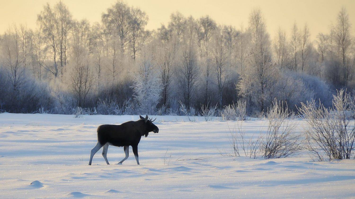 Лось, мороз, лес, иней , Сергей Аникин