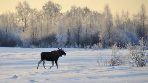 Морозным утром