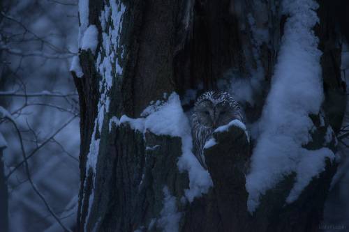 Глаза зимнего леса