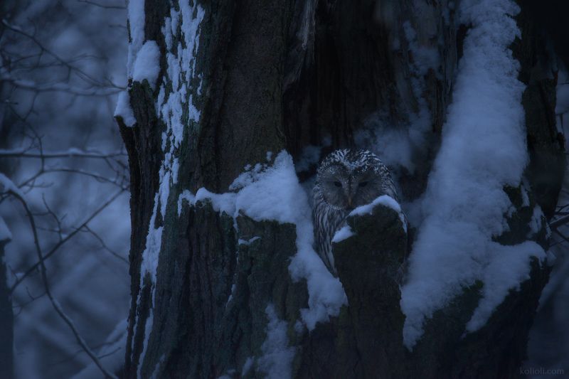 длиннохвостая неясыть, зима, лес, дубы, пригороды петербурга, совы петербурга, сова Глаза зимнего леса фото превью
