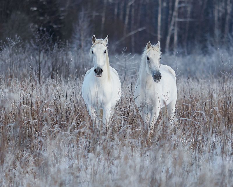 лошади, рысаки, красота,зима,природа, horses, beautiful, forest, winter, nature Белоснежные фото превью