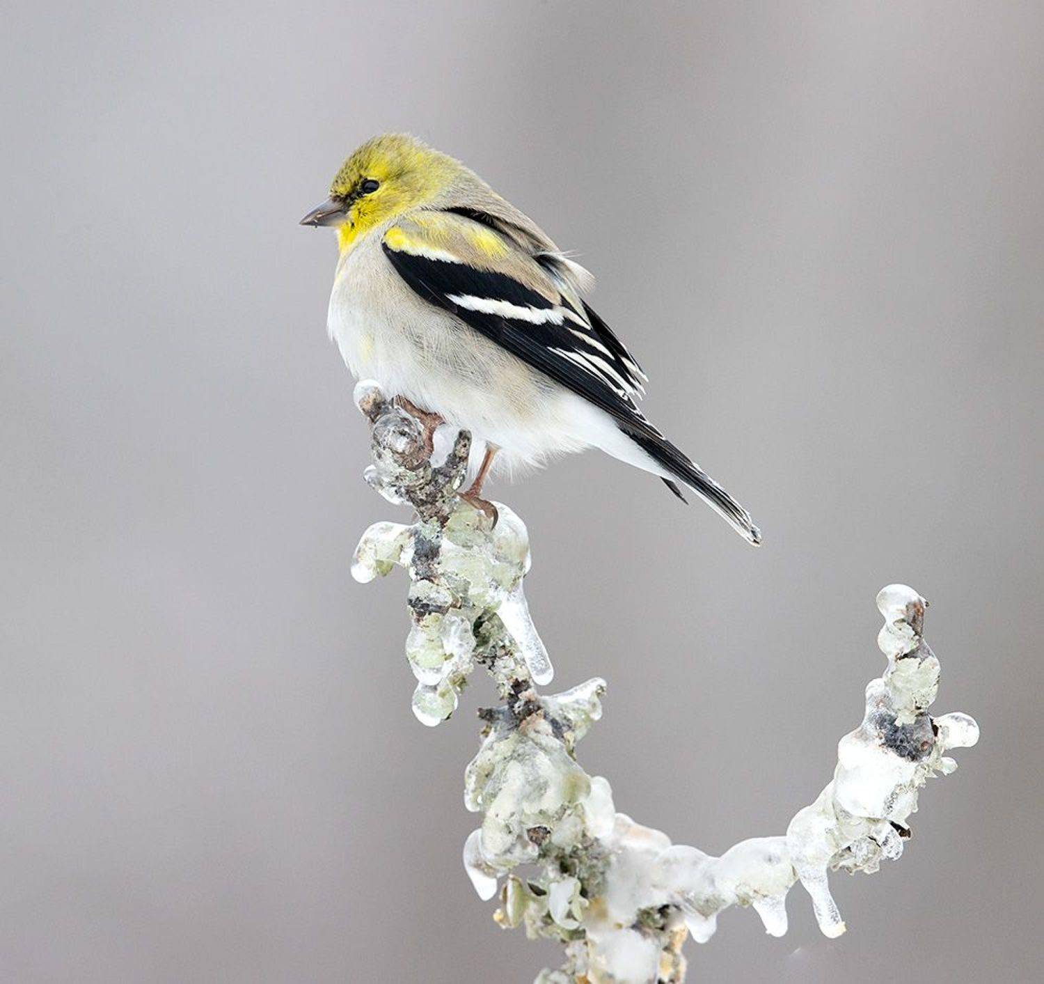 american goldfinch, американский чиж, чиж, cнег, зима, Etkind Elizabeth