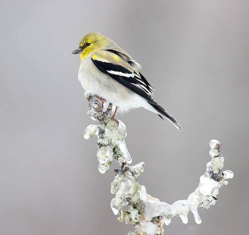 American Goldfinch - Американский чиж
