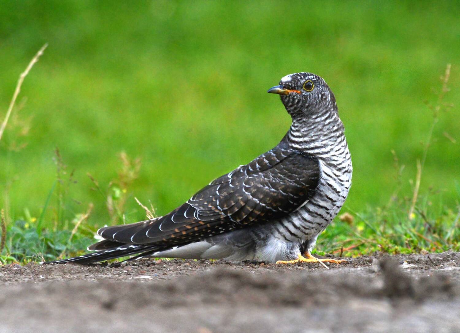 кукушонок, Белоусов Михаил