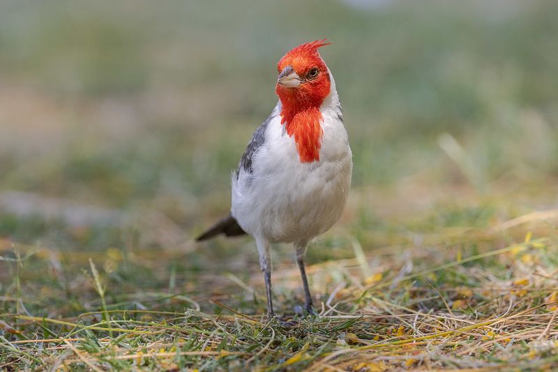 птицы, уругвай *** фото превью