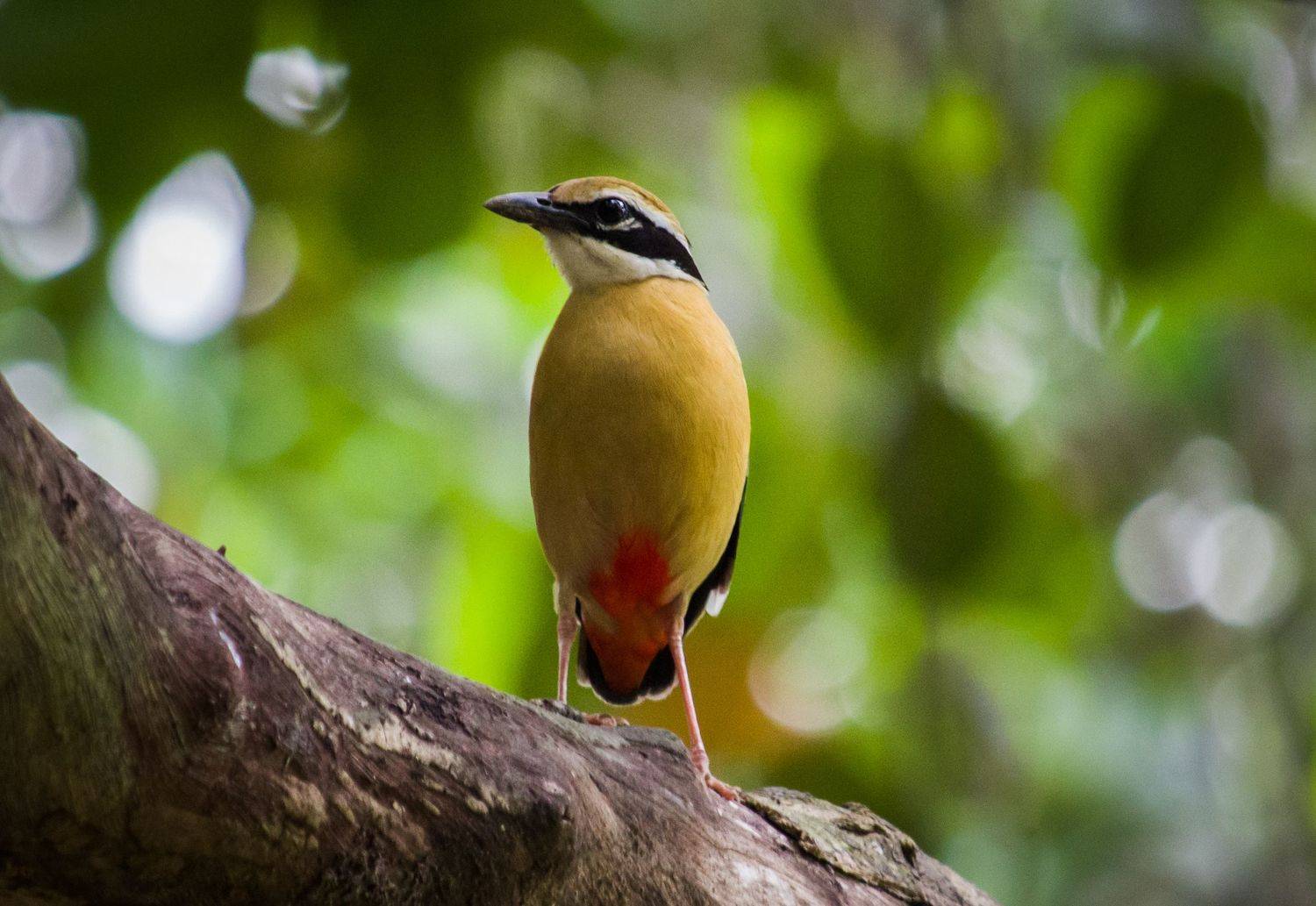 #bird #natgeo #photography #birdphotography #nature #beeeater #green #animal #wildlife, Shadab Ishtiyak