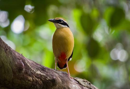 Indian Pitta
