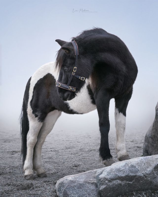 Лошадь, лошади, Исландия, horse, horses, Iceland Наэла фото превью