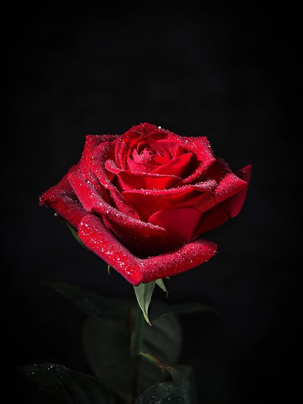 Rose фото превью