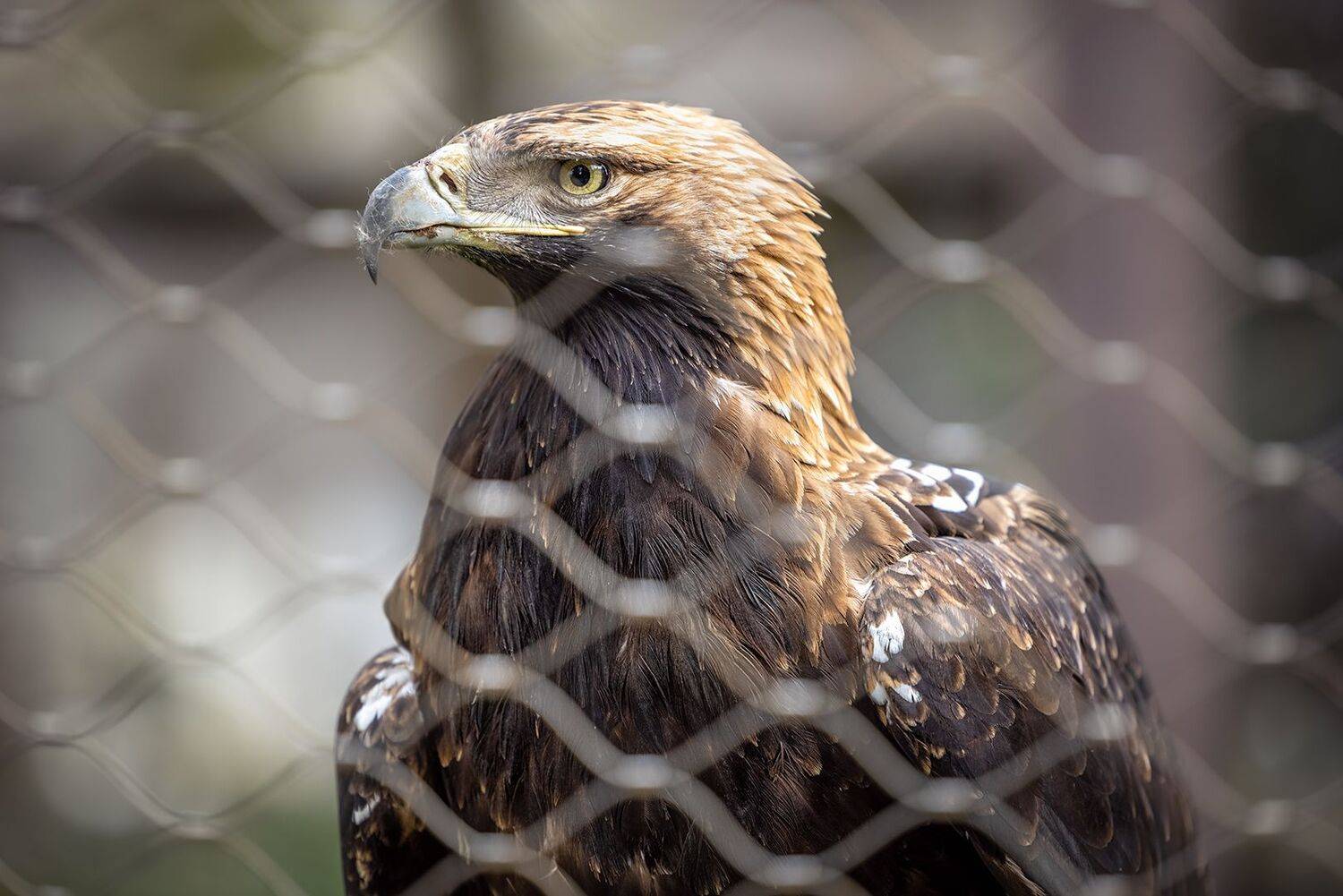 , Шурчков Юрий