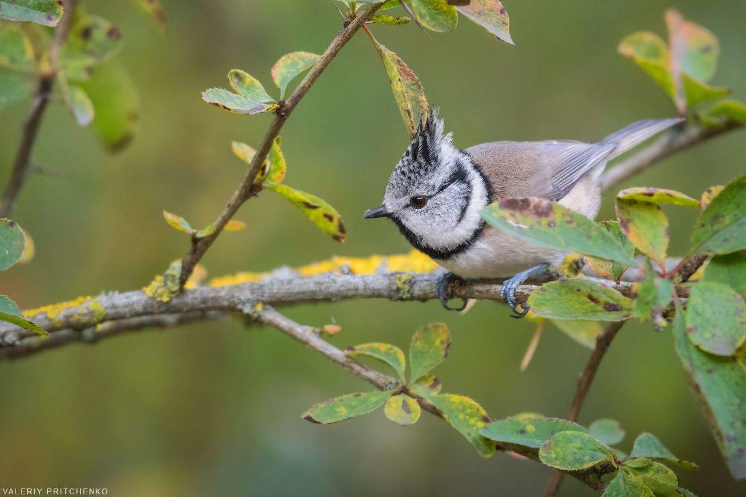 хохлатая синица, птицы, природа, crested tit, birds, nature, wildlife, Валерий Притченко