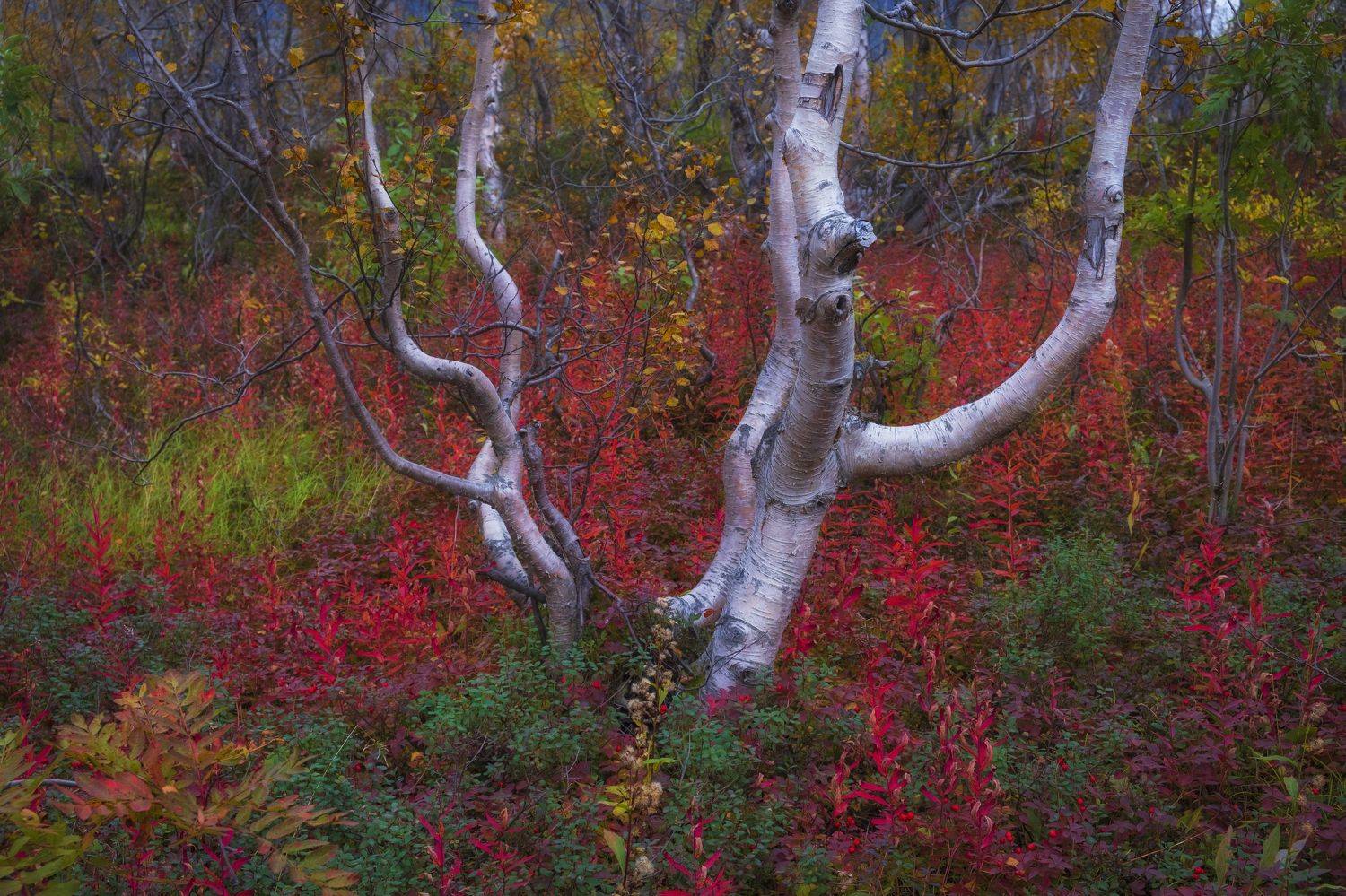 , Светлана Краюшкина