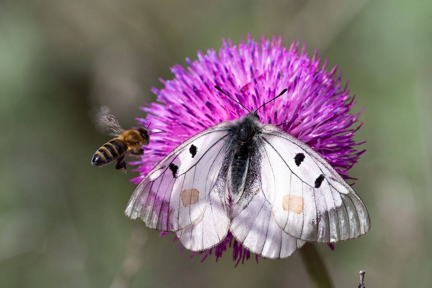 Parnassius mnemosyne, buttefly, volgograd, russia, wildlife, macro, macro photo, , Сторчилов Павел