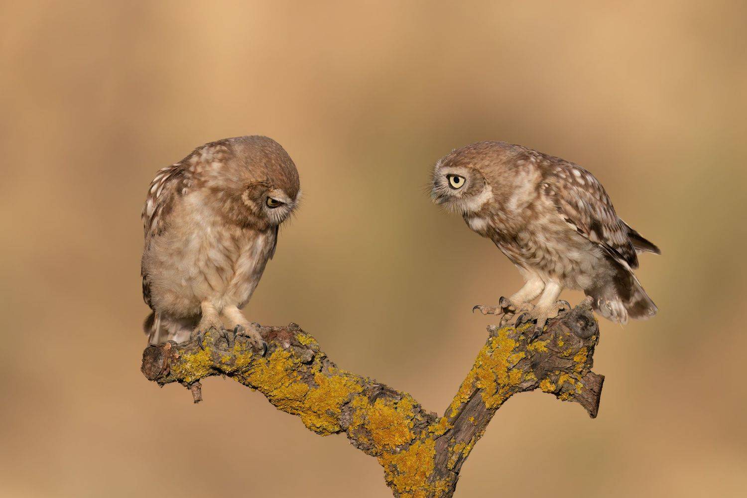 , Фруман Евгений