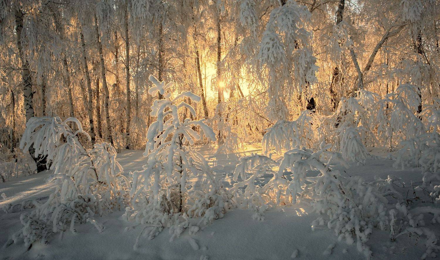 лес солнце снег, Шустиков Дмитрий
