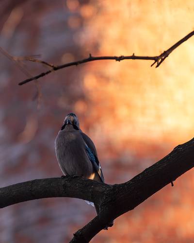 Тёплая зима. Или с Рождеством!
