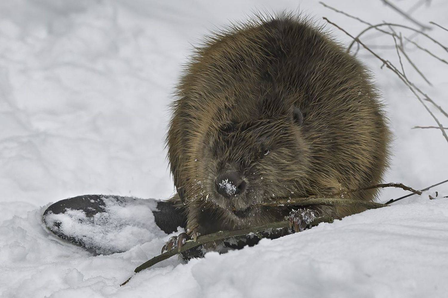 бобр, зима, еда, заготовка, Наталия Сытина