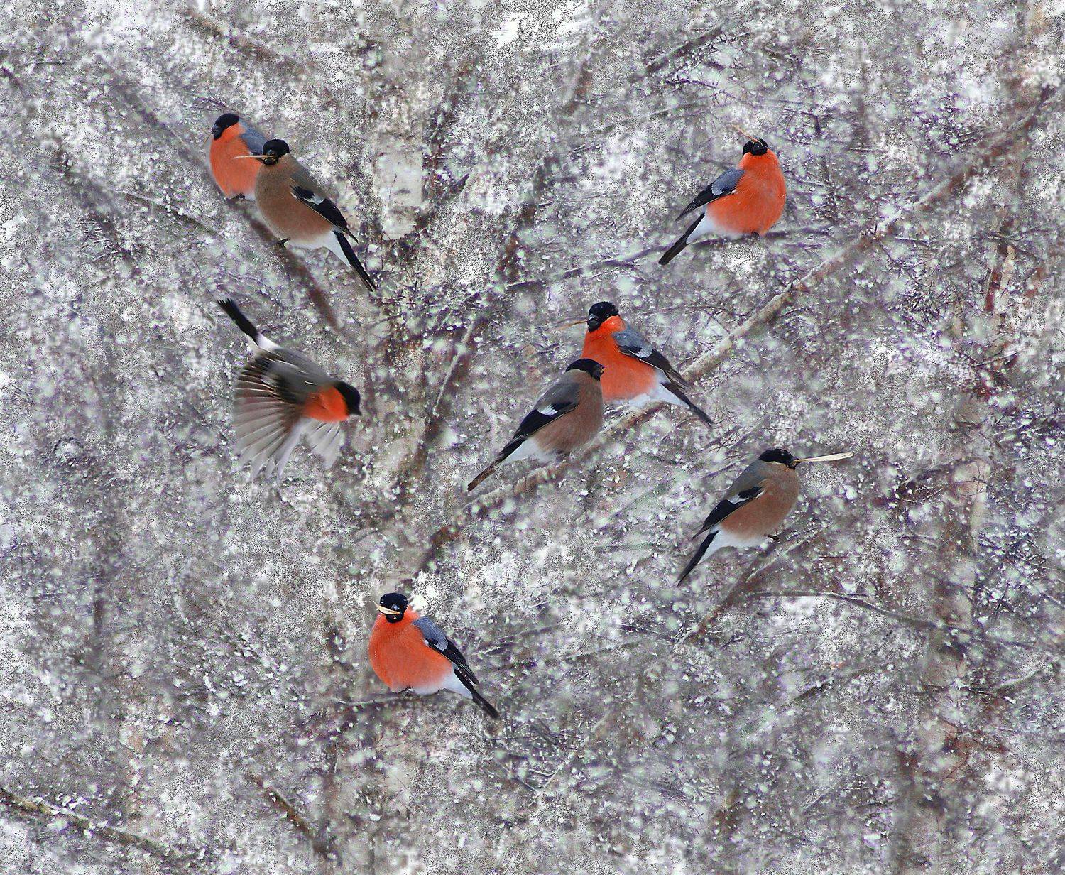Зима , птицы , Александр Свистков