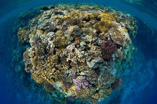 Reef / Риф