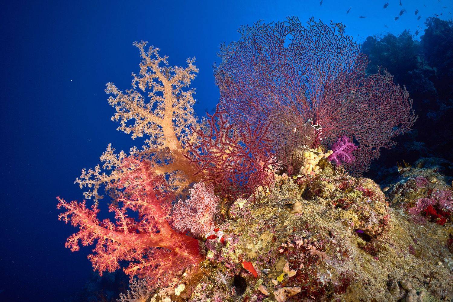 подводная фотосъемка, коралловый риф, рыбы, тропические рыбки, дайвинг, море, PAVEL PEREPECHAEV