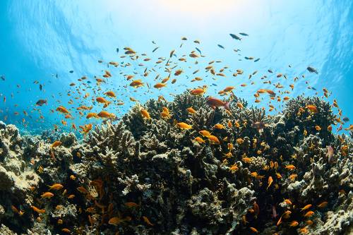Reef / Риф
