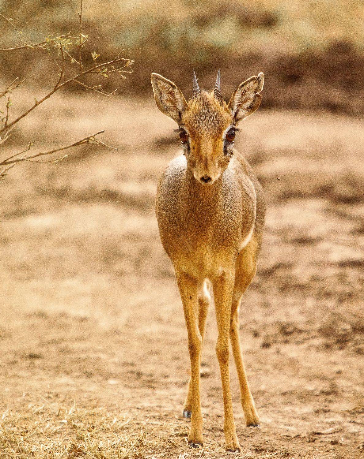 Amboseli Kenya, Lilia Tkachenko