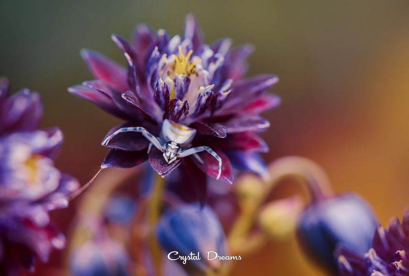 #crystal_dreams, #art, #macro, #nikon, #nature, #color  фото превью