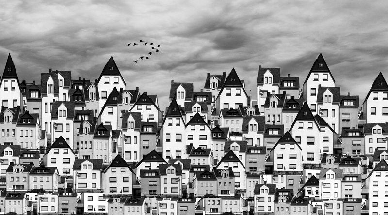 Гуси-лебеди фото превью