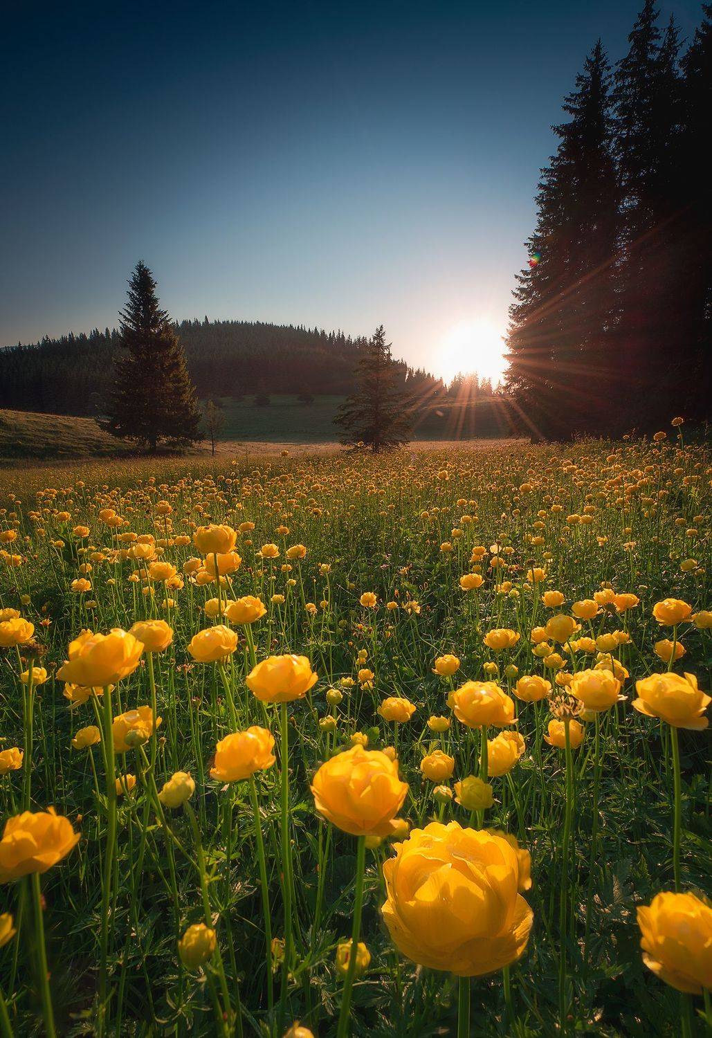 , Mariyana Atanasova - Lucero