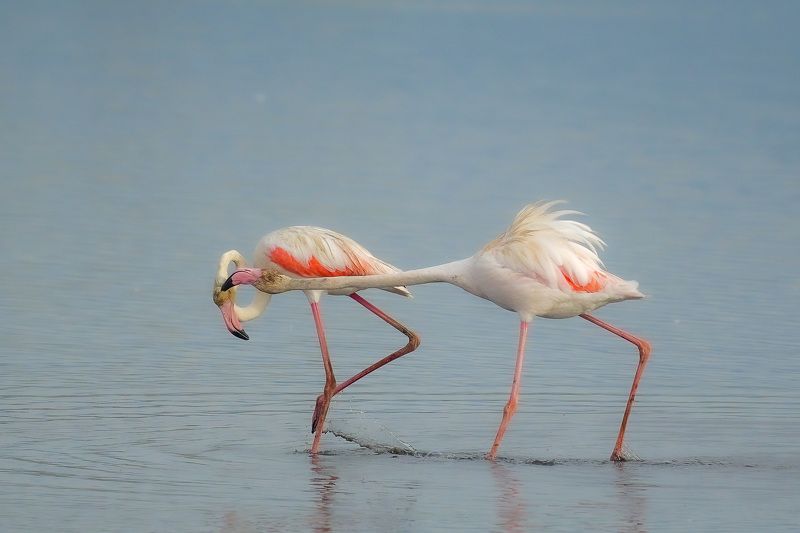 flamingo flamingo фото превью