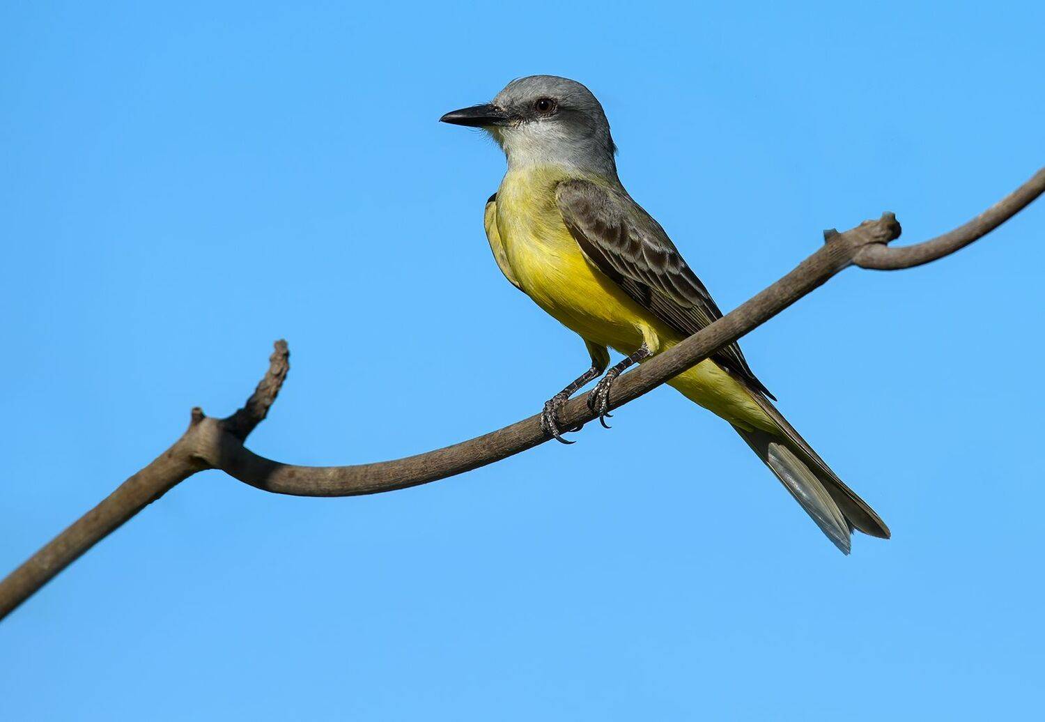 cassin\'s kingbird (tyrannus vociferans), AlexsanderBB