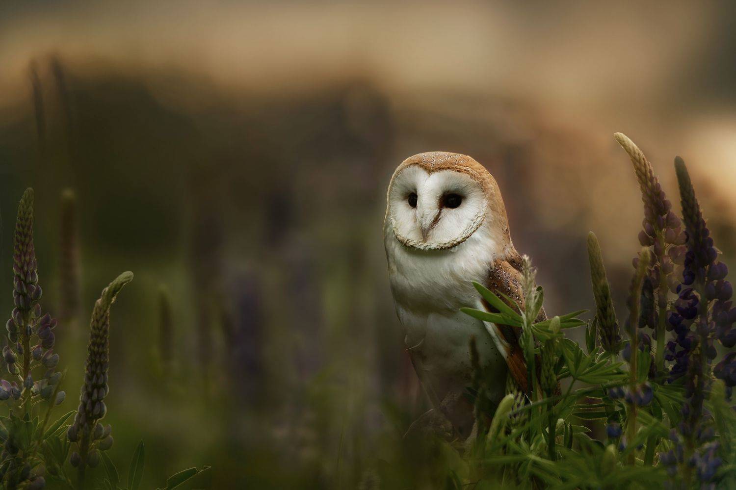 owl, bird, barn owl, Michaela Fire&scaron;ov&aacute;