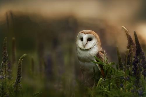 Barn owl at sunrise