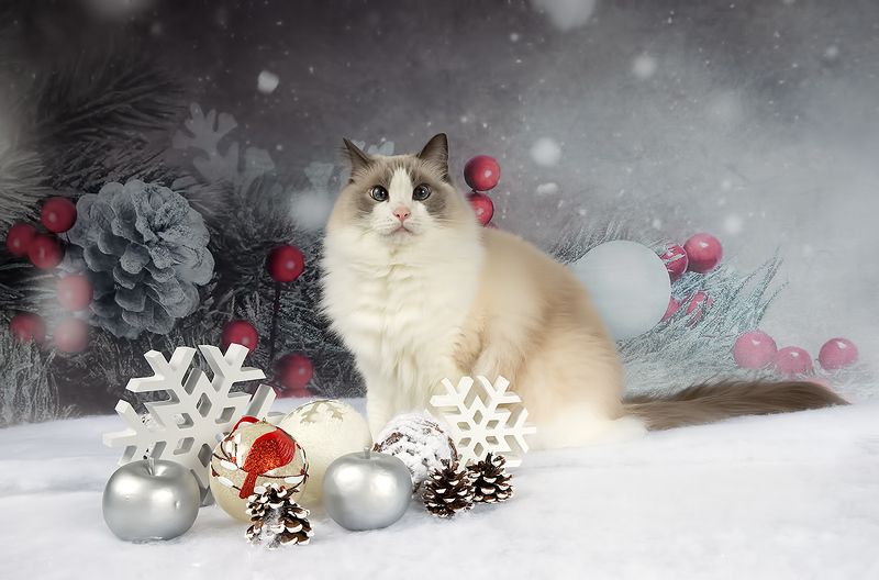 сat, кот животные, кошки, рыжий кот,  ginger, новый год, американский короткошерстный кот, american shorthair cat, праздник, cейдж, матильда Котики к Праздникам! фото превью