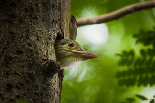 White-cheeked barbet