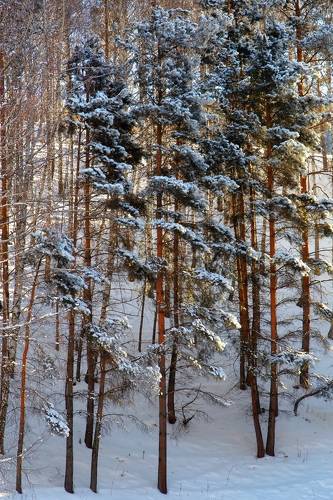 Рождественский этюд