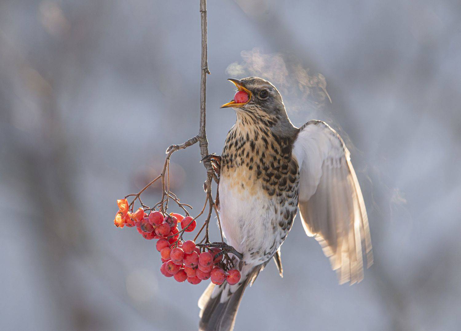 птицы,природа, зима, Андрей Киселёв