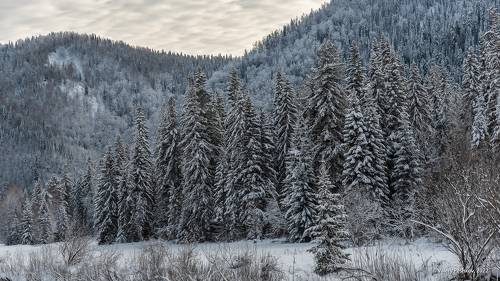 Рождественское настроение из Сибири