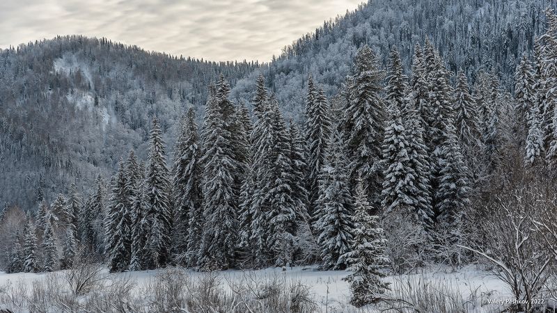 с рождеством!, зима, снег, пихты, кедры, березы, горная шория Рождественское настроение из Сибири фото превью
