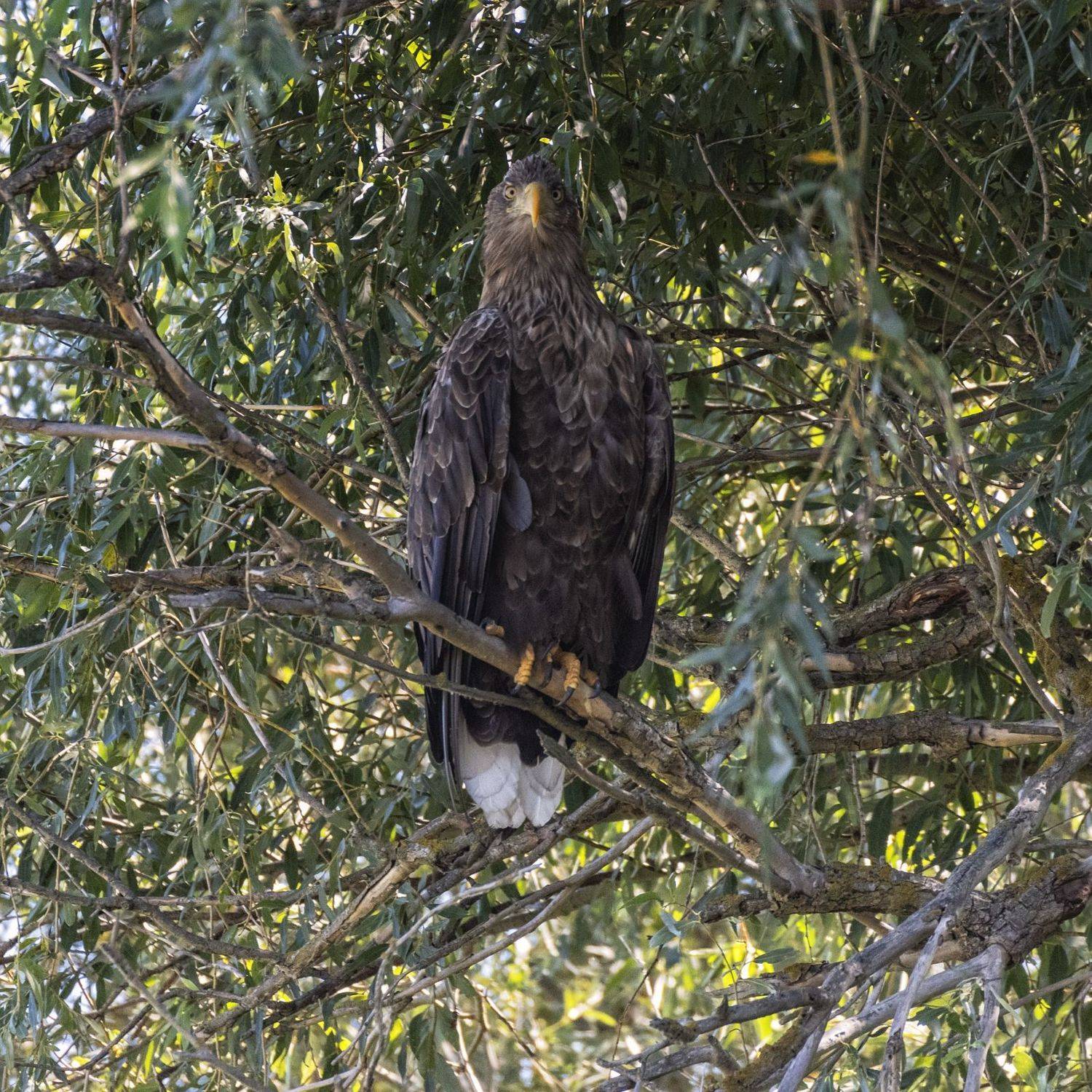, Анатолий Салтыков