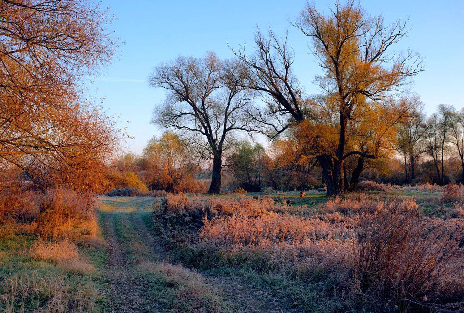 подгорное, липецкая область, морозный октябрь, Рукин Иван