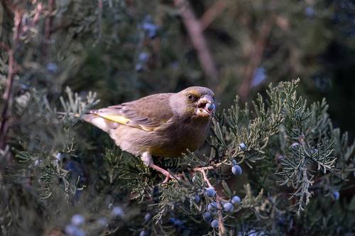 Carduelis chloris