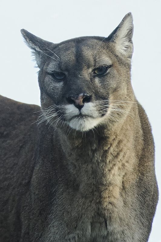 Puma фото превью