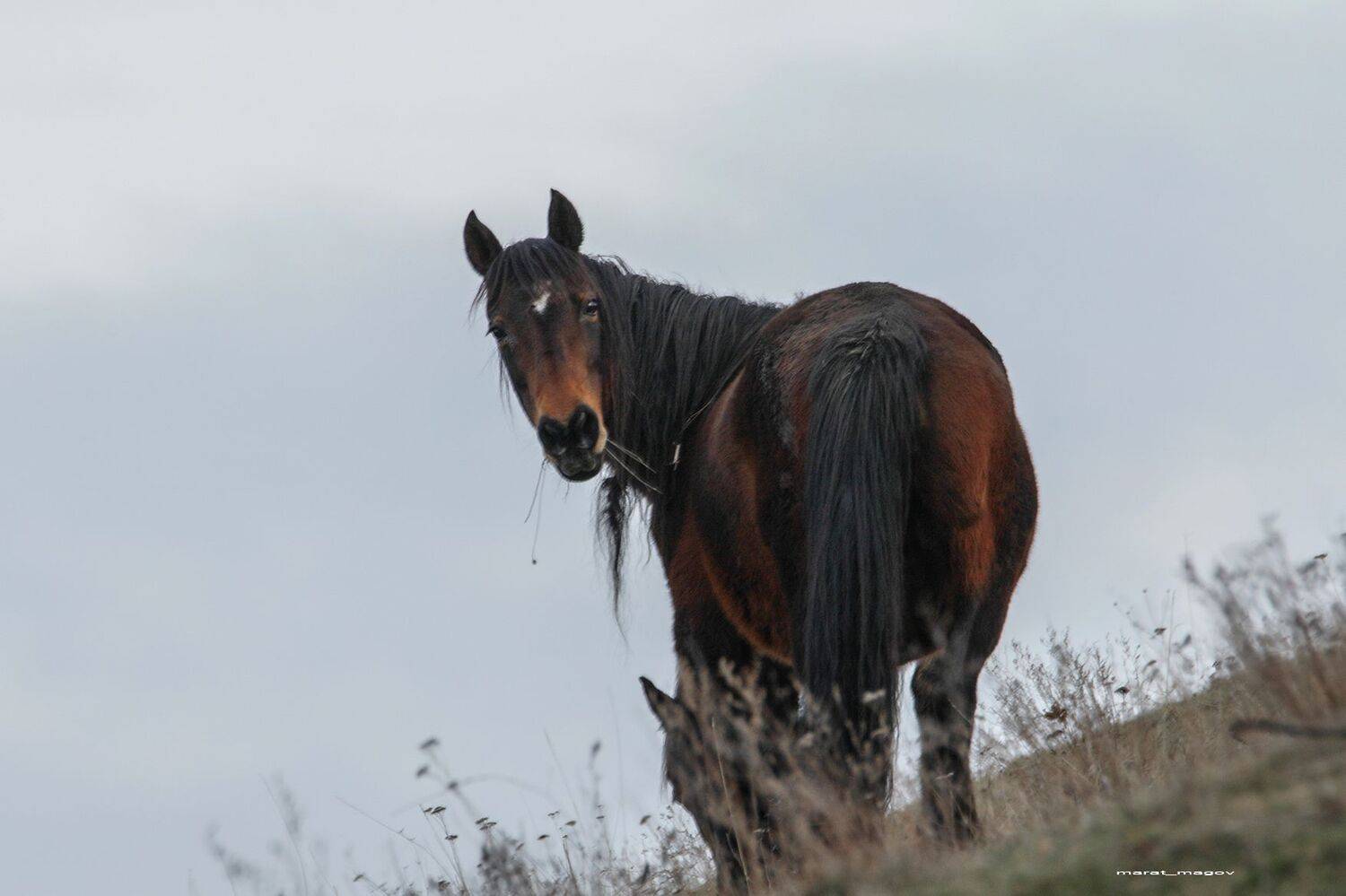 лошадь,животные,кони,, Magov Marat