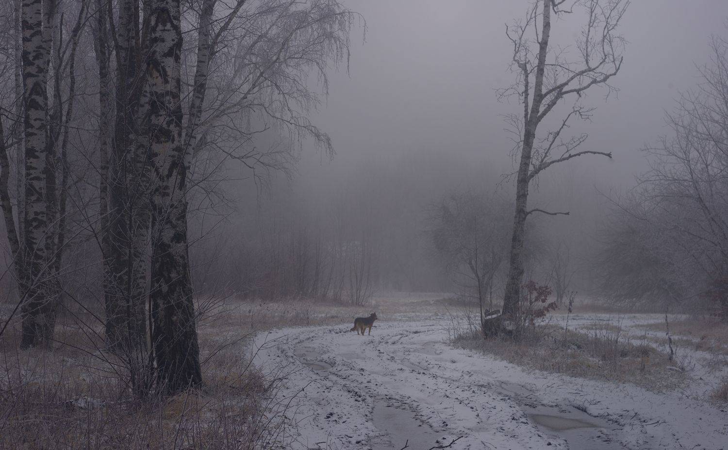 зима туман лес утро, Александр Жарников